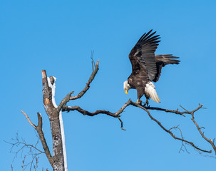 An American Bald Eagle balancing  on a perch.