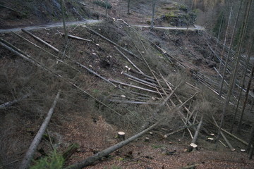 Forced deforestation of a dying spruce wood after storm and bork beetle damages due to climate change  
