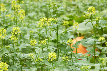 Mustard plant with yellow flowers growing in the garden, bright orange pumpkin is in the background, closeup, organic agriculture and grow your own concept