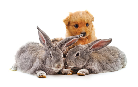 Puppy and  rabbits.