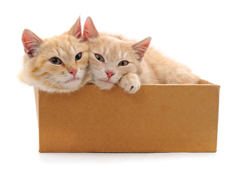 Two cats in a box.