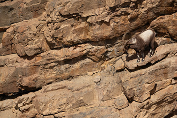 Ibex on the verticla rocks of Spiti valley, Himachal Pradesh, India