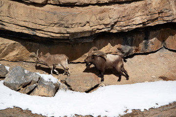 A pair of Ibex in the snow covered mountains of Spiti valley, Himachal Pradesh, India