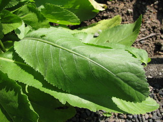 Fresh leaves from tanacedum balsamita (costmary) plant in a garden