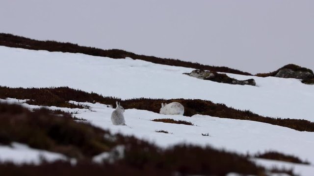 Mountain hare, Lepus timidus, march running/chasing in winter coat with snow on a hillside in the cairngorms national park, Scotland.