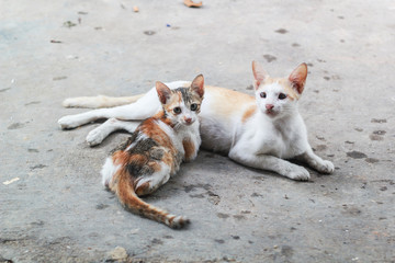 portrait of a cat