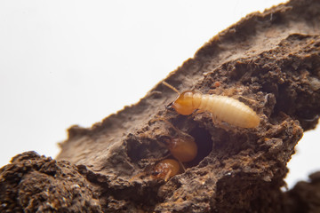 Selective focus of the small termite on decaying timber. The termite on the ground is searching for food to feed the larvae in the cavity.