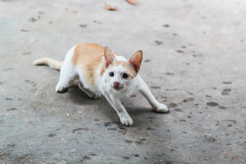 portrait of a cat