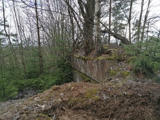 old bridge in the forest