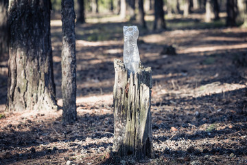 Discarded garbage in the form of crumpled plastic bottle sticking out of stump in the forest by resting people.