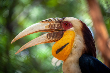Knobbed Hornbill