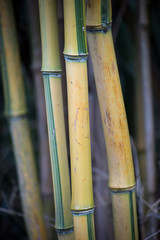 Closeup of bamboo forest in a public garden