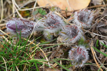 küchenschelle