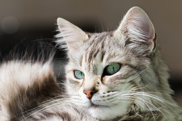 Beauty cat of livestock, siberian breed. Adorable domestic pet with long hair outdoor