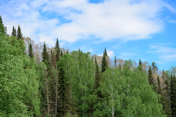 Tall pine trees in the mountains on the slopes.