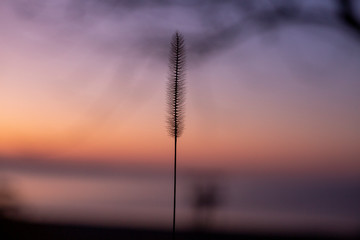 Close up of silhouette of wheat ears on a background of sunset sky and setting sun.Beautiful romatic scene.