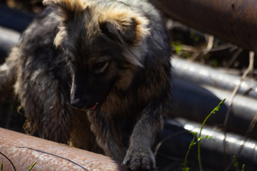 stray dog ​​on the outdoor