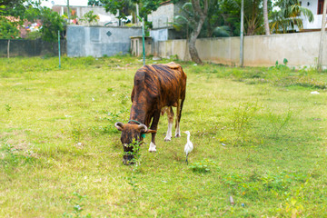 Fototapeta na wymiar Heron is looking for food on a green lawn next to a grazing cow