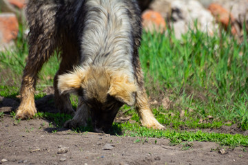stray dog ​​on the outdoor
