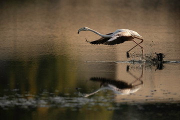 Greater Flamingo running to takoff at Tubli bay in the morning, Bahrain