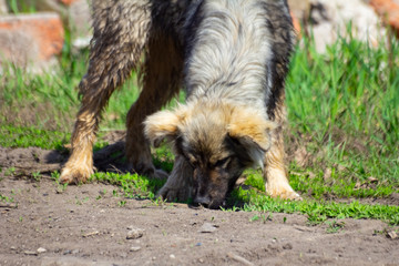 stray dog ​​on the outdoor