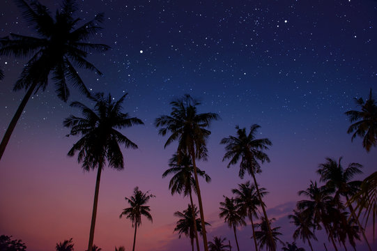 Starry night sky against with coconut palm tree and romantic evening twilight sky © ohishiftl