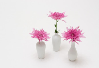 Beautiful in its variety of aster flowers.