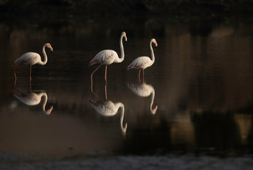 Greater Flamingos at Tubli bay in the morning, Bahrain