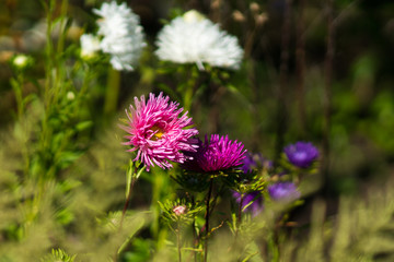 Beautiful in its variety of aster flowers.