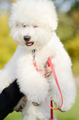 Portrait of a beautiful Bichon Frise with closed eyes and a red leash held by female hands against a blurred background