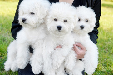 Female holding three white Bichon Frise puppies in hands