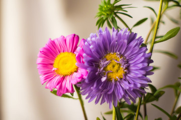 Beautiful in its variety of aster flowers.