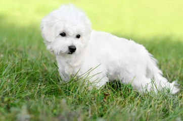 Cute Bichon Frise puppy posing on a green meadow outdoors against a blurred background. Portrait shoot.