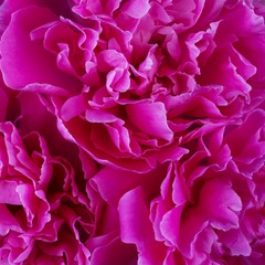 background texture of petals of peony flowers