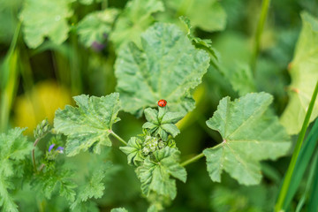 Red Ladybug on Vegetable Leaf in Green Garden