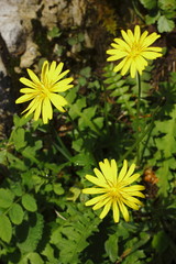 Hainlattich, Aposeris foetida