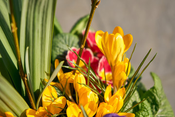 Yellow Crocuses in spring; easter flowers