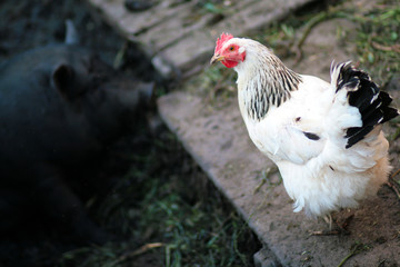 Chicken in the chicken coop. Domestic bird. Farm