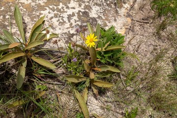 flor da Serra da Canastra, Minas Gerais, Brasil