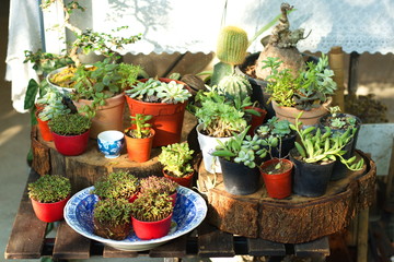 Fototapeta na wymiar Cactus and green tiny plant background