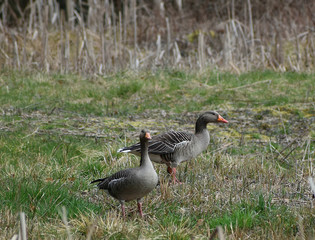 Greilag Gus Anser Anser Anser wildlife.