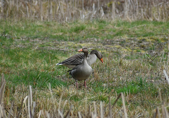 Greilag Gus Anser Anser Anser wildlife.