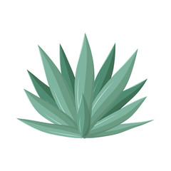 Vector illustration of agave and tequila logo. Graphic of agave and blue stock vector illustration.