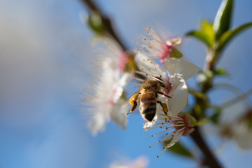 honey bee pollinates prunus blossom on beautiful background of blue sky