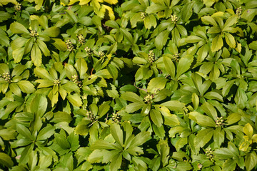 japanese pachysandra evergreen glossy leaves plant, winter colored leaves of japanese spurge shrub