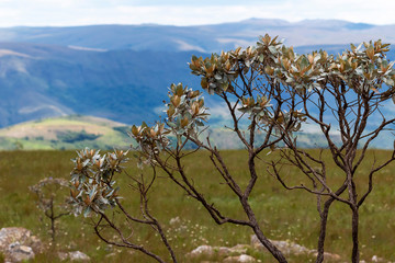 vegetação da Serra da Canastra, Minas Gerais, Brasil