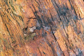 old wood texture