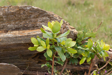vegetação da Serra da Canastra, Minas Gerais, Brasil