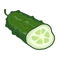 Vector image of cucumber cut across. Illustration of healthy food