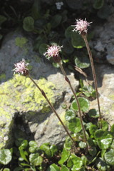 Gewöhnlicher Alpenlattich, Homogyne alpina